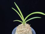 해모수 解慕漱 Haemosu (Kaibosou) (Ruby root)