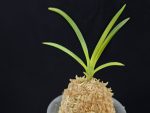 해모수 解慕漱 Haemosu (Kaibosou) (Ruby root)