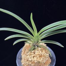 춘추 春秋 Chunchu