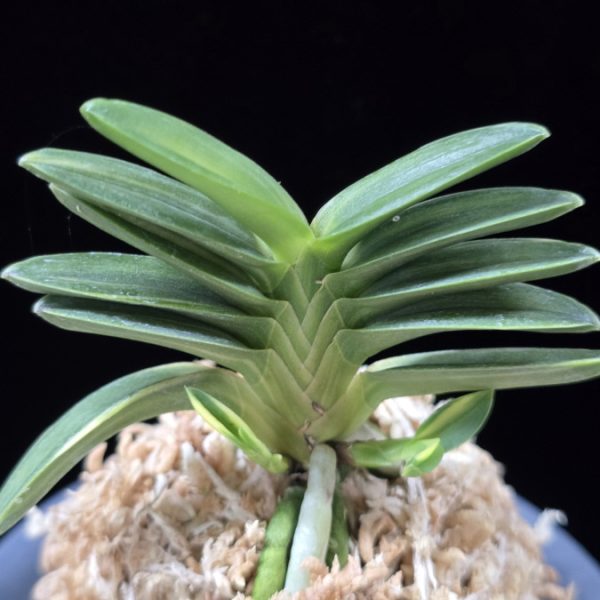 녹채보 緑彩宝 Ryokusaiho