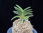 녹채보 緑彩宝 Ryokusaiho