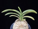 고천관 高天冠 Gocheongwan