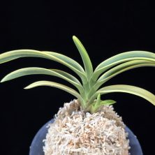 고천관 高天冠 Gocheongwan