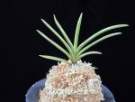 설인금 雪印錦 Seoringeum