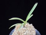 설인금 雪印錦 Seoringeum