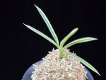 설인금 雪印錦 Seoringeum