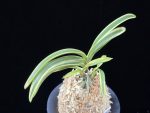 설문 雪紋 Seolmun
