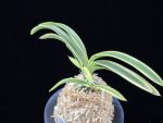 설문 雪紋 Seolmun