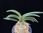 신라 新羅 Sinra (Shiragi)