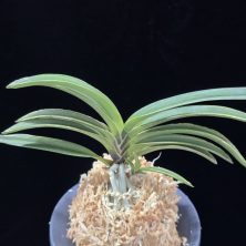 신라 新羅 Sinra (Shiragi)