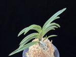 신라 新羅 Sinra (Shiragi)