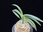 신라 新羅 Sinra (Shiragi)