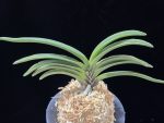 신라 新羅 Sinra (Shiragi)