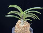 신라 新羅 Sinra (Shiragi)