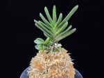 옥보관 玉寶冠 Okbogwan