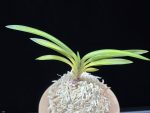 연교금 連翹錦 Yeongyogeum (Ruby root)