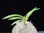 연교금 連翹錦 Yeongyogeum (Ruby root)