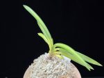 연교금 連翹錦 Yeongyogeum (Ruby root)