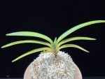 연교금 連翹錦 Yeongyogeum (Ruby root)