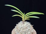 연교금 連翹錦 Yeongyogeum (Ruby root)