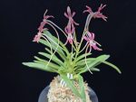 홍매 紅梅 Kobai