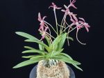 홍매 紅梅 Kobai