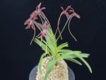 홍매 紅梅 Kobai