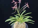 홍매 紅梅 Kobai