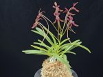 홍매 紅梅 Kobai