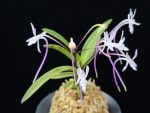 화잠 花簪 Hanakanzashi