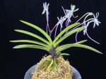화잠 花簪 Hanakanzashi