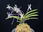화잠 花簪 Hanakanzashi