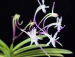화잠 花簪 Hanakanzashi