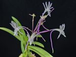 화잠 花簪 Hanakanzashi