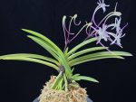 화잠 花簪 Hanakanzashi