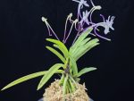 화잠 花簪 Hanakanzashi