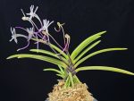 화잠 花簪 Hanakanzashi