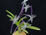 화잠 花簪 Hanakanzashi