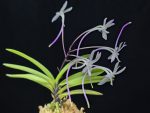 화잠 花簪 Hanakanzashi
