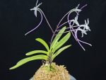 화잠 花簪 Hanakanzashi