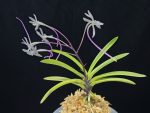 화잠 花簪 Hanakanzashi