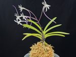 화잠 花簪 Hanakanzashi