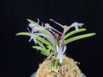 화잠 花簪 Hanakanzashi