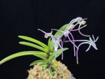 화잠 花簪 Hanakanzashi