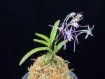 화잠 花簪 Hanakanzashi