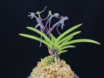 화잠 花簪 Hanakanzashi