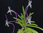 화잠 花簪 Hanakanzashi