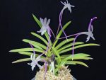 화잠 花簪 Hanakanzashi