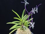 화잠 花簪 Hanakanzashi