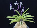 화잠 花簪 Hanakanzashi